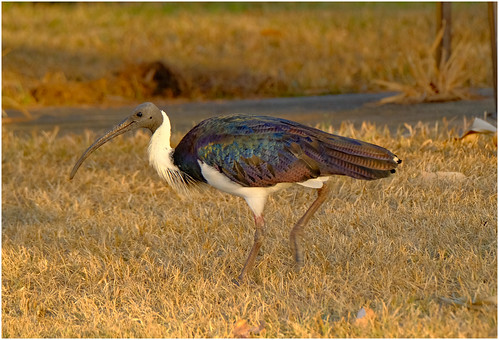 Australian Ibis