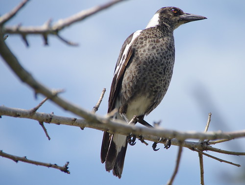 Australian Magpie