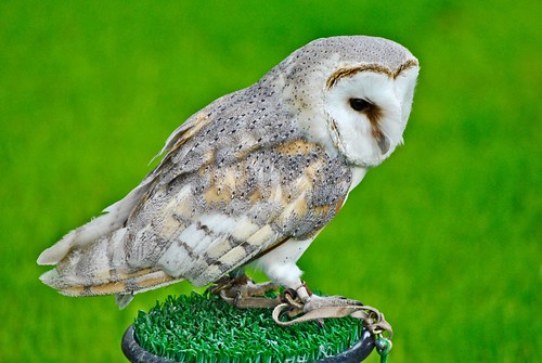 Barn Owl