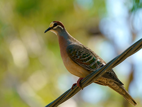 Common Bronzewing