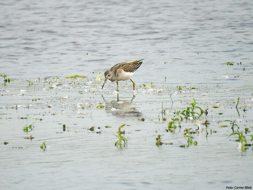 Common Greenshank