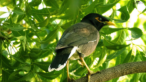 Common Myna