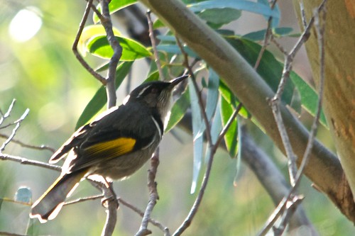 Crescent Honeyeater