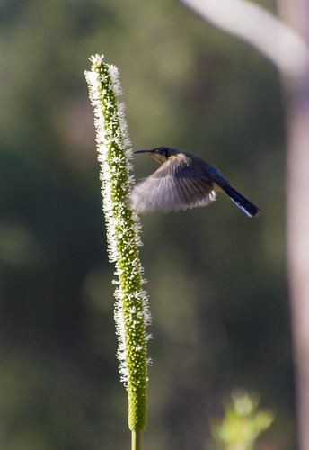 Eastern Spinebill