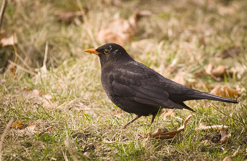 Eurasian Blackbird