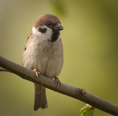 Eurasian Tree Sparrow