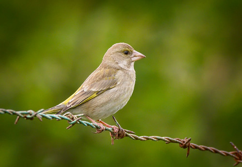 European Greenfinch