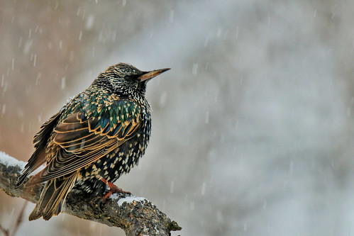 European Starling