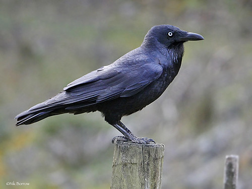 Forest Raven