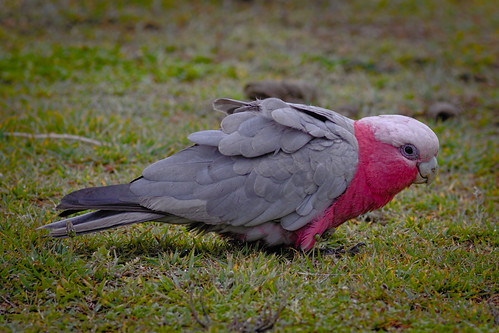 Galah