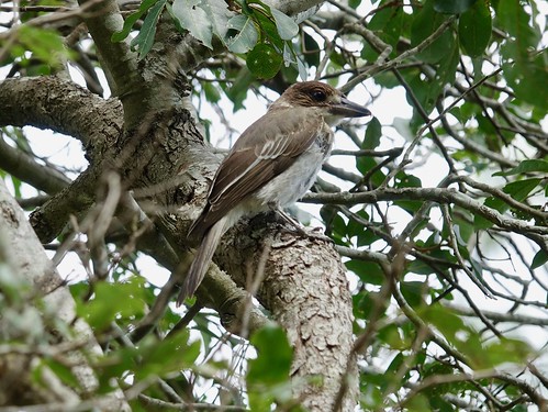 Gray Butcherbird