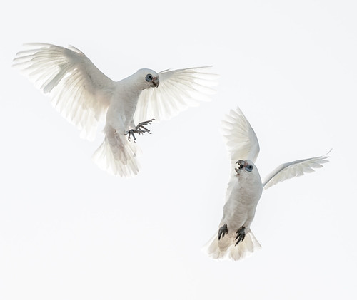 Little Corella