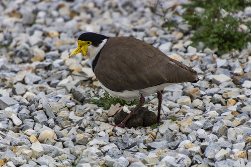 Masked Lapwing