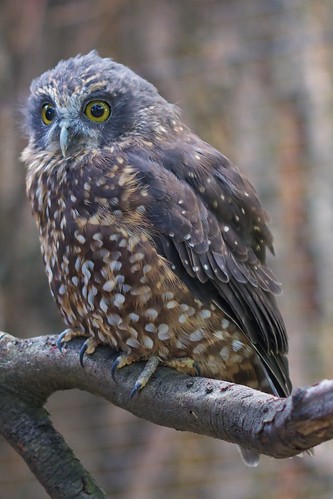 Morepork