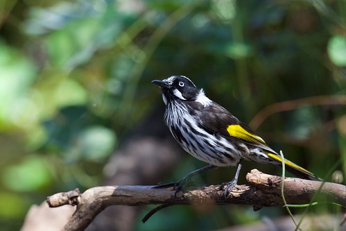 New Holland Honeyeater