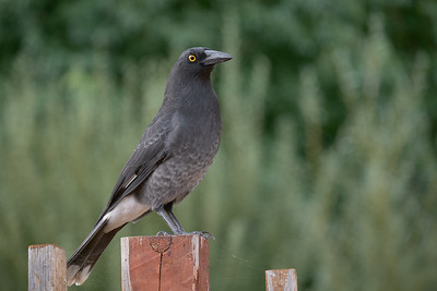 Pied Currawong