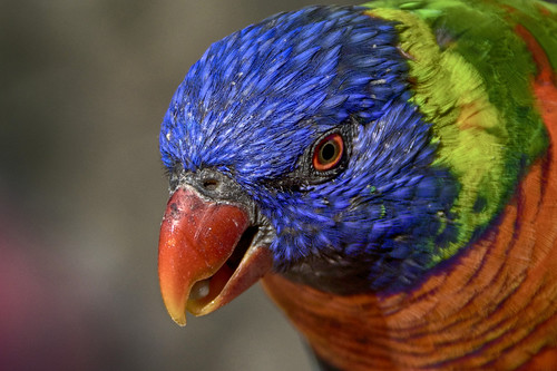 Rainbow Lorikeet