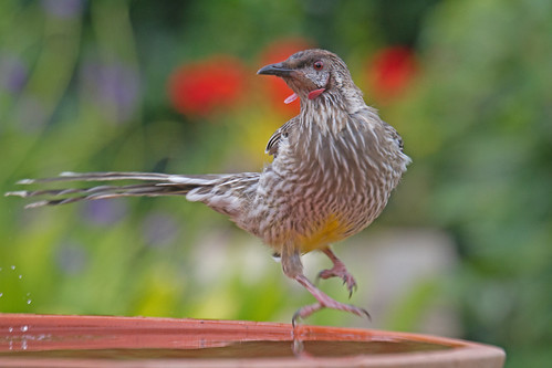 Red Wattlebird