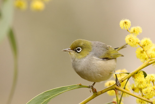 Silvereye