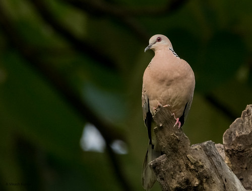 Spotted Dove