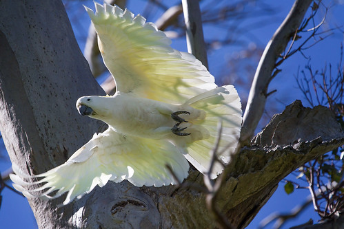 Sulphur-crested Cockatoo