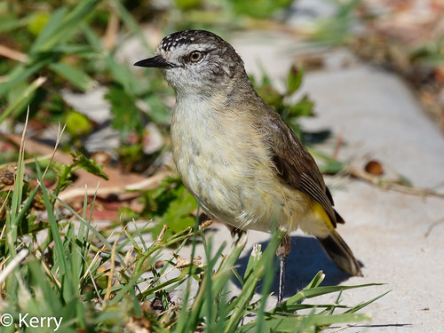 Yellow-rumped Thornbill