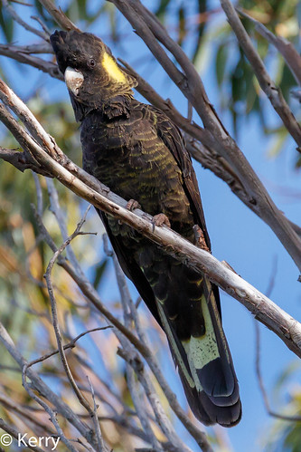 Yellow-tailed Black-Cockatoo